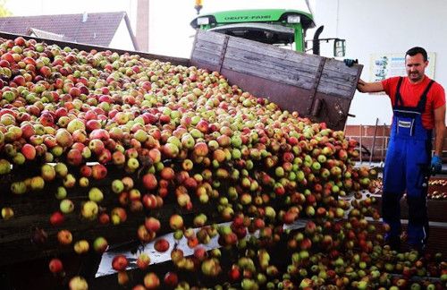 Frankfurt cidermaker